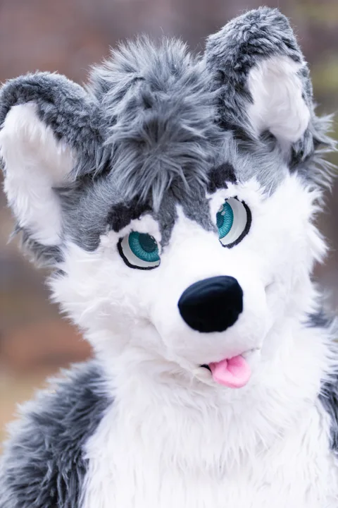 Fletcher the Husky
